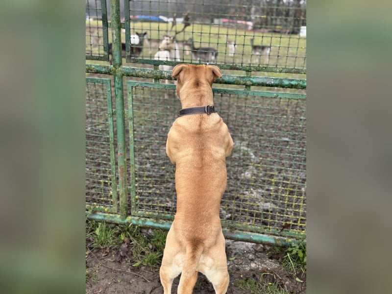 Old English Bulldogge, Deckrüde