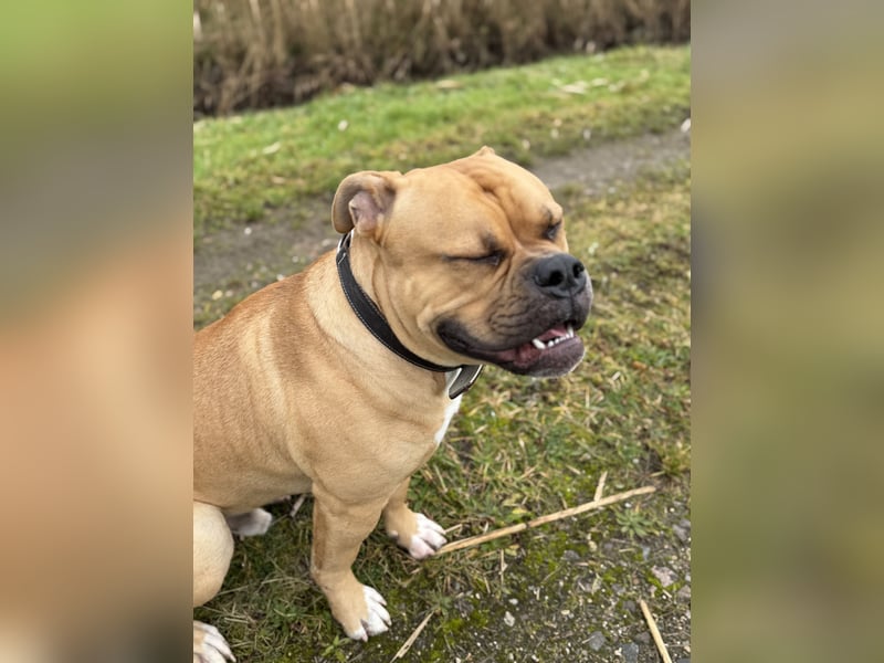Old English Bulldogge, Deckrüde