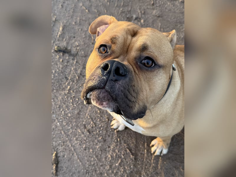 Old English Bulldogge, Deckrüde