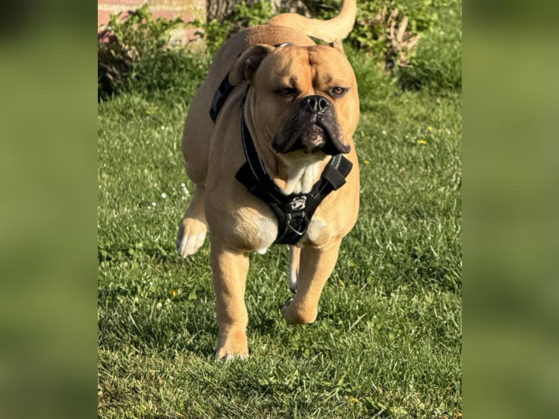 Old English Bulldogge, Deckrüde