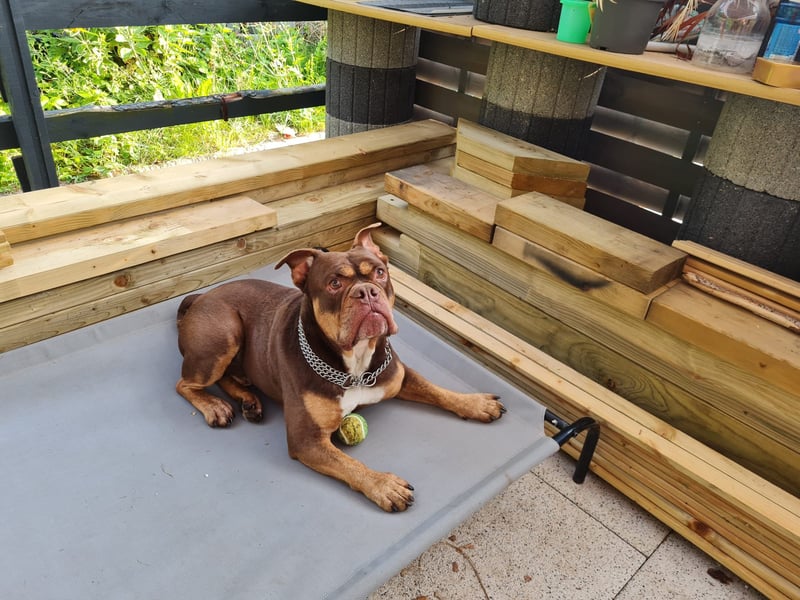 Deckrüde Old English Bulldogge