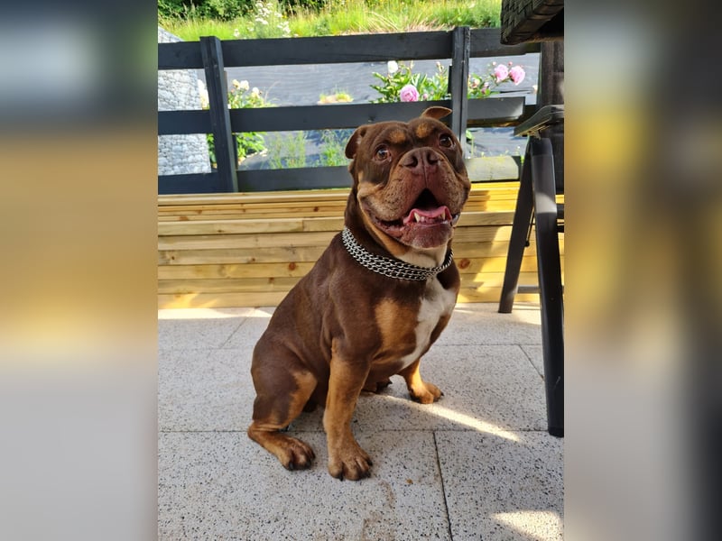 Deckrüde Old English Bulldogge