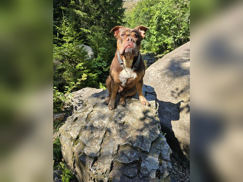 Deckrüde Old English Bulldogge