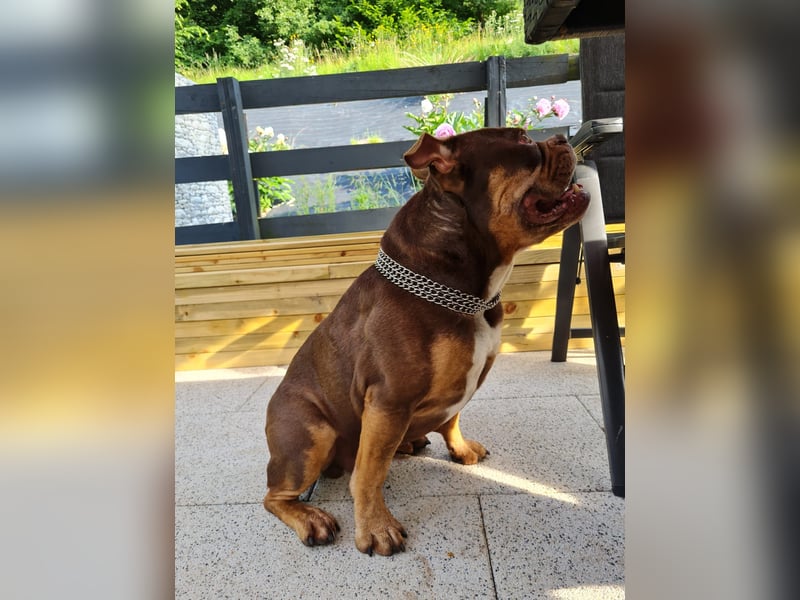 Deckrüde Old English Bulldogge
