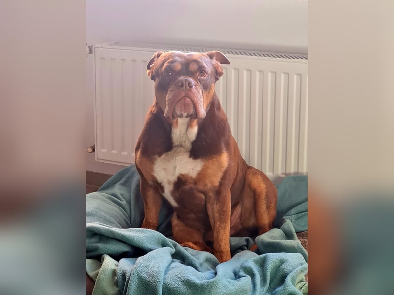 Deckrüde Old English Bulldogge