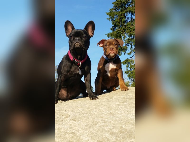 Deckrüde Old English Bulldogge