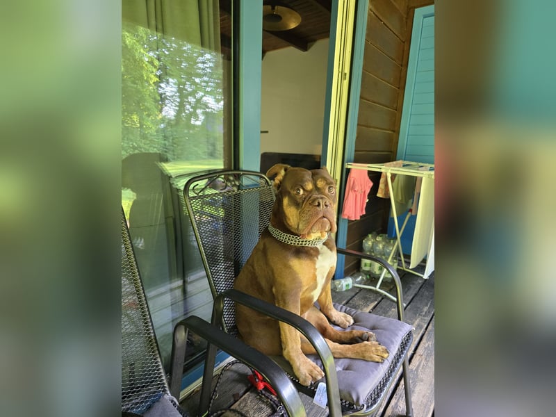 Deckrüde Old English Bulldogge