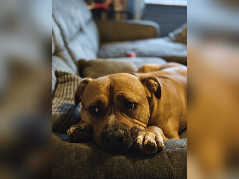 Bailey der Old English Bulldog/ XL Bully