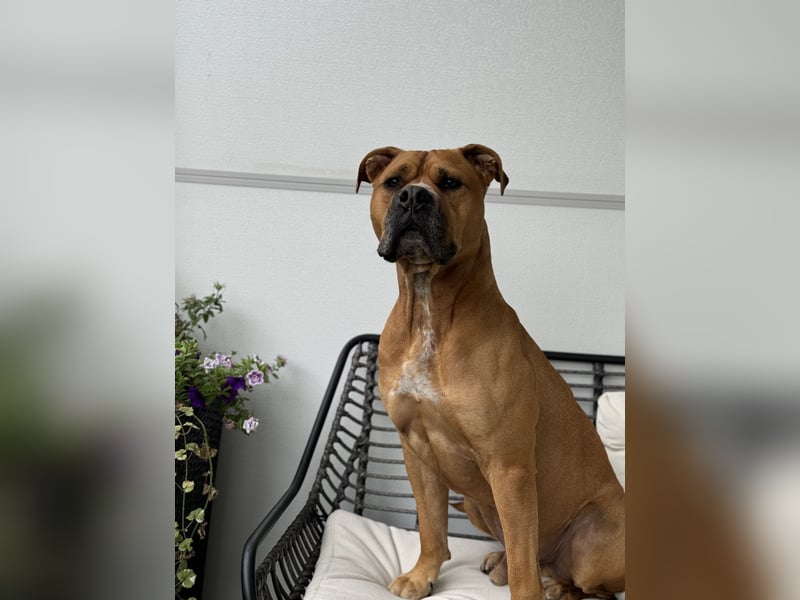 Bailey der Old English Bulldog/ XL Bully