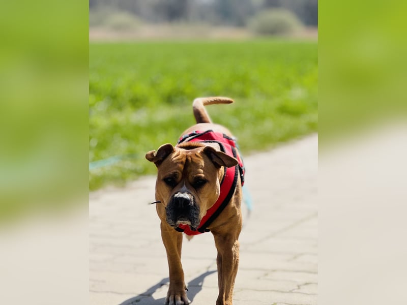 Bailey der Old English Bulldog/ XL Bully