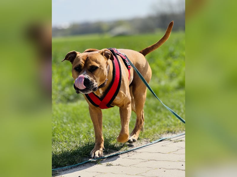 Bailey der Old English Bulldog/ XL Bully