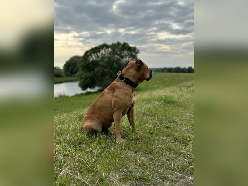 Bailey der Old English Bulldog/ XL Bully