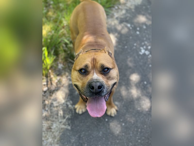Bailey der Old English Bulldog/ XL Bully