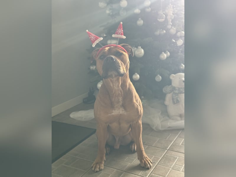Bailey der Old English Bulldog/ XL Bully