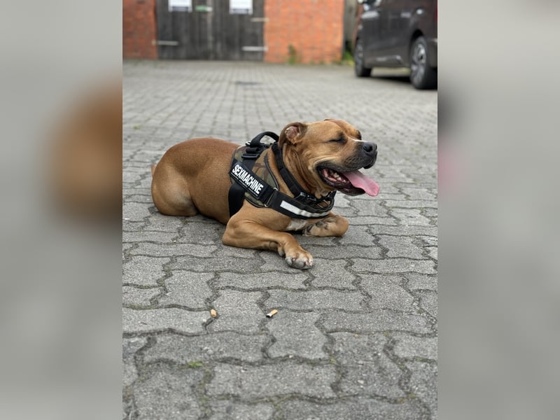 Bailey der Old English Bulldog/ XL Bully