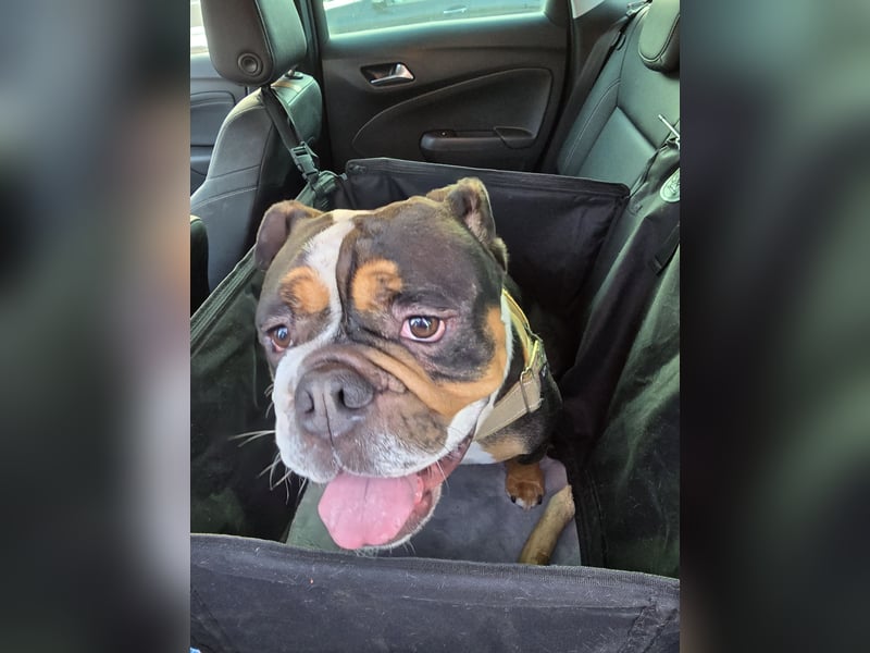 Old english bulldog Mix, 4,5 Jahre, männlich