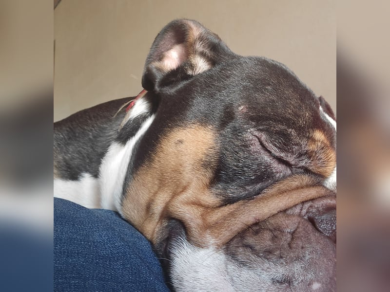 Old english bulldog Mix, 4,5 Jahre, männlich