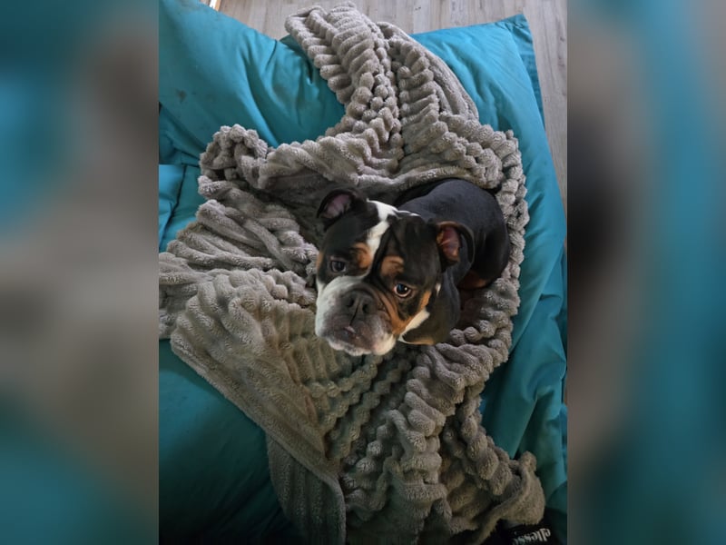 Old english bulldog Mix, 4,5 Jahre, männlich