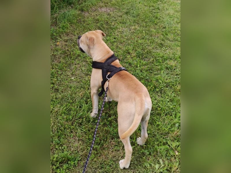 Old Englisch Bulldog Deckrüde voll ausgewertet