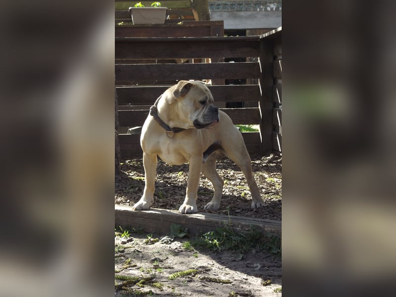 Old Englisch Bulldog Deckrüde voll ausgewertet