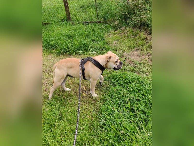 Old Englisch Bulldog Deckrüde voll ausgewertet