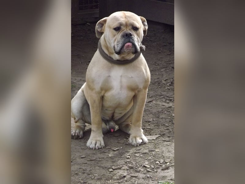 Old Englisch Bulldog Deckrüde voll ausgewertet