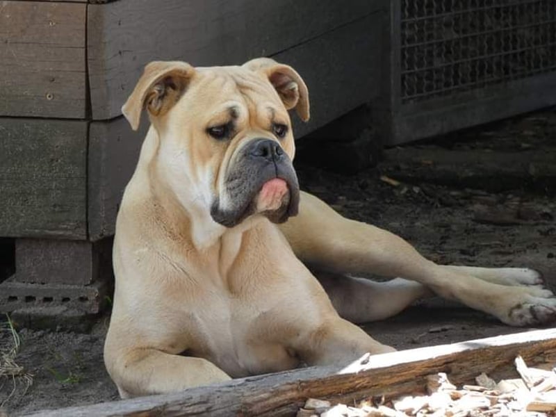 Old Englisch Bulldog Deckrüde voll ausgewertet