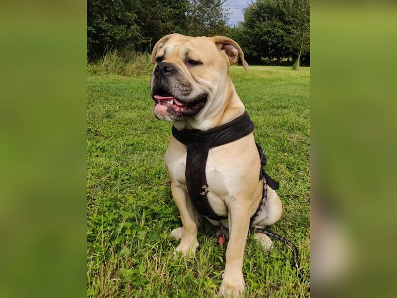 Old Englisch Bulldog Deckrüde voll ausgewertet