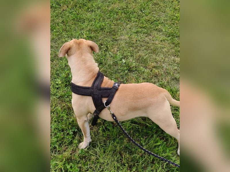 Old Englisch Bulldog Deckrüde voll ausgewertet