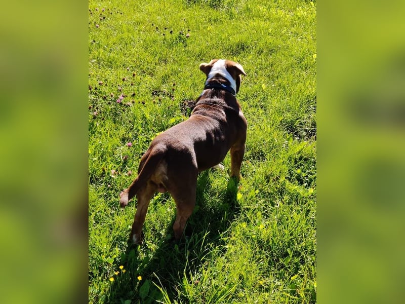 New Englisch Bulldog Deckrüde voll ausgewertet