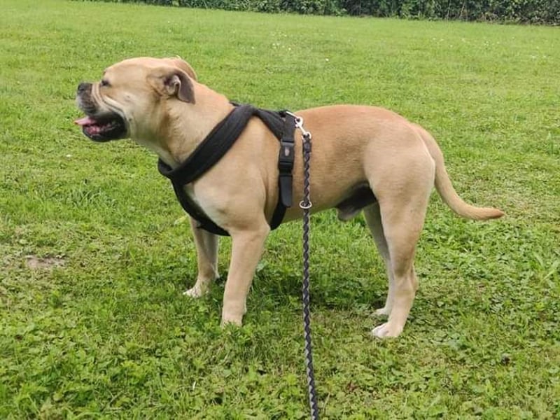 Old Englisch Bulldog Deckrüde voll ausgewertet