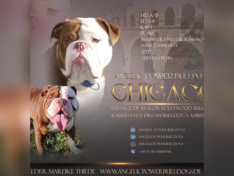 New Englisch Bulldog Deckrüde voll ausgewertet