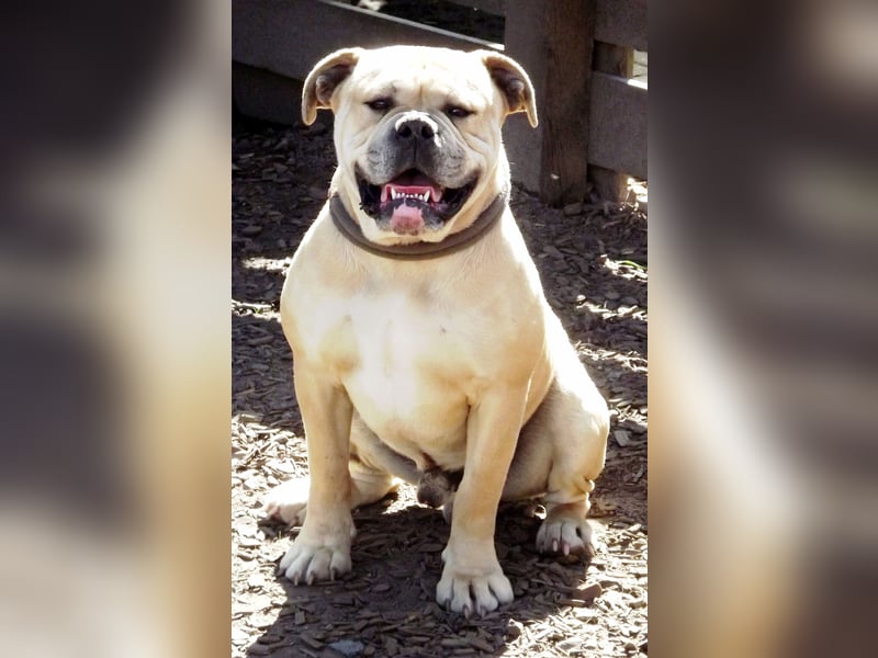 Old Englisch Bulldog Deckrüde voll ausgewertet