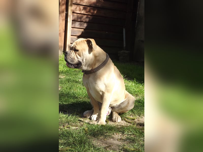 Old Englisch Bulldog Deckrüde voll ausgewertet
