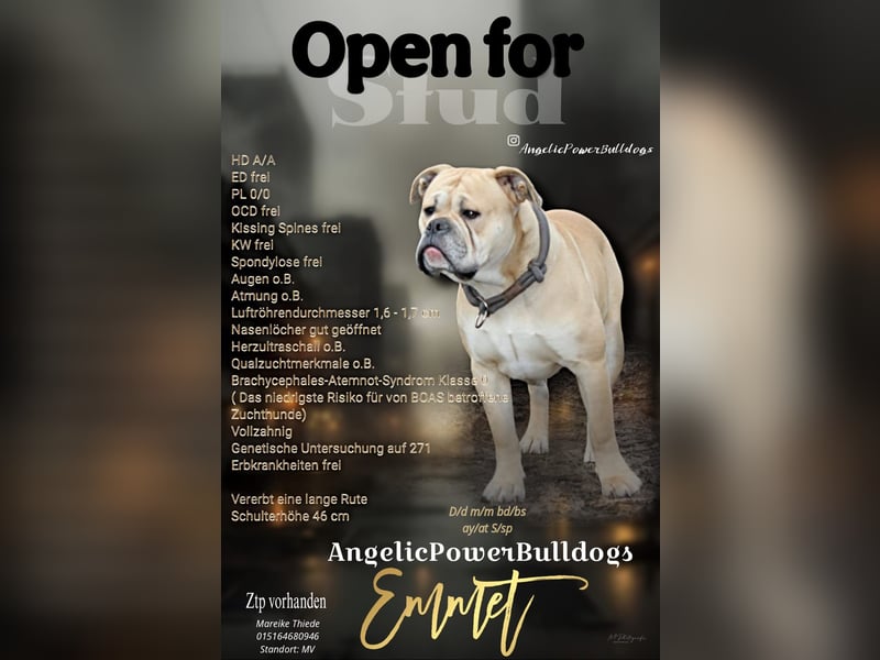 Old Englisch Bulldog Deckrüde voll ausgewertet