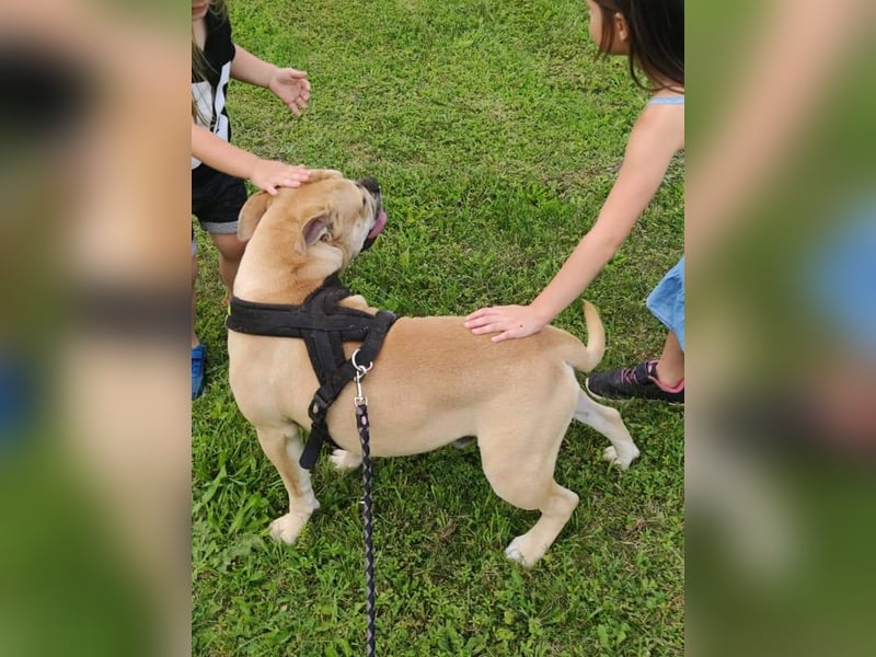 Old Englisch Bulldog Deckrüde voll ausgewertet