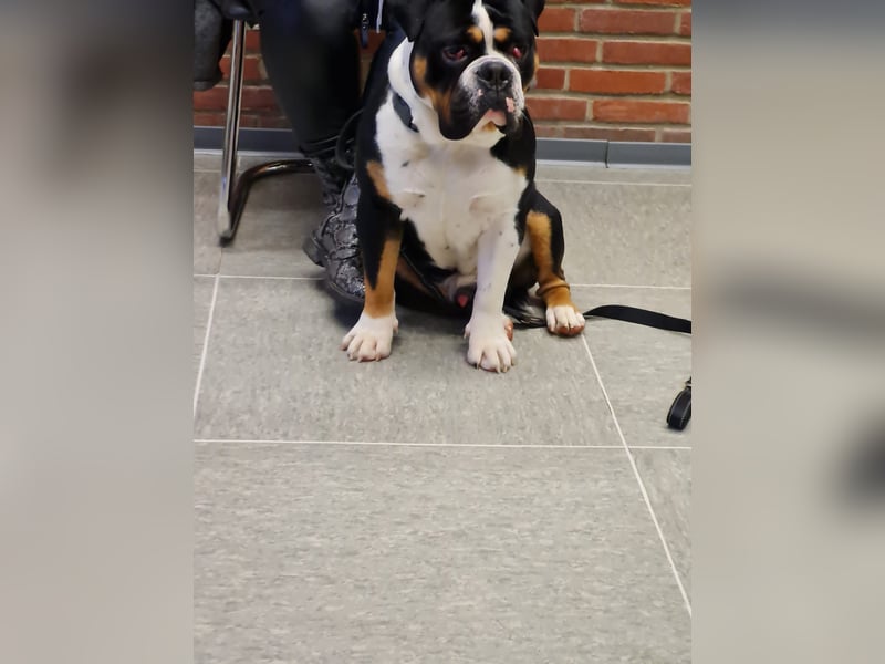 hulk sucht ein neues zuhause