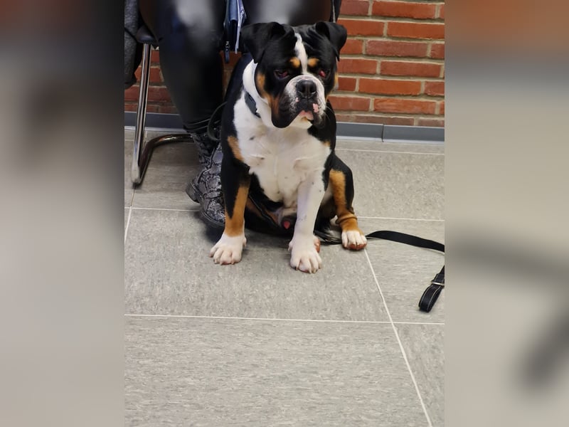 hulk sucht ein neues zuhause