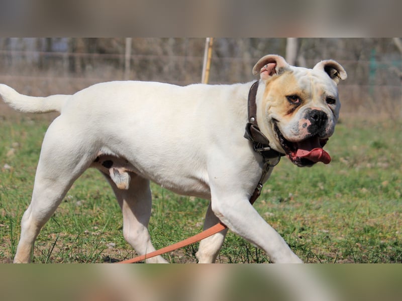 Cezar sucht Zuhause!