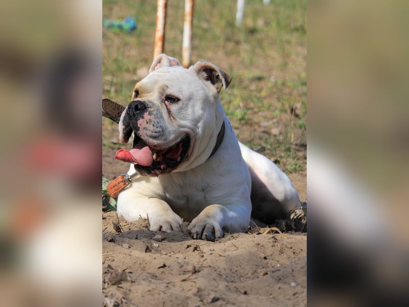 Cezar sucht Zuhause!