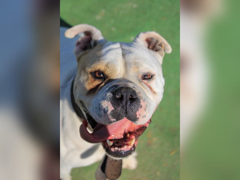 Cezar sucht Zuhause!