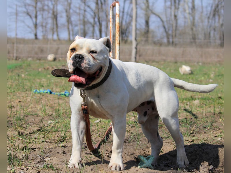 Cezar sucht Zuhause!