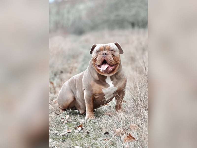 Old English Bulldog Deckrüde