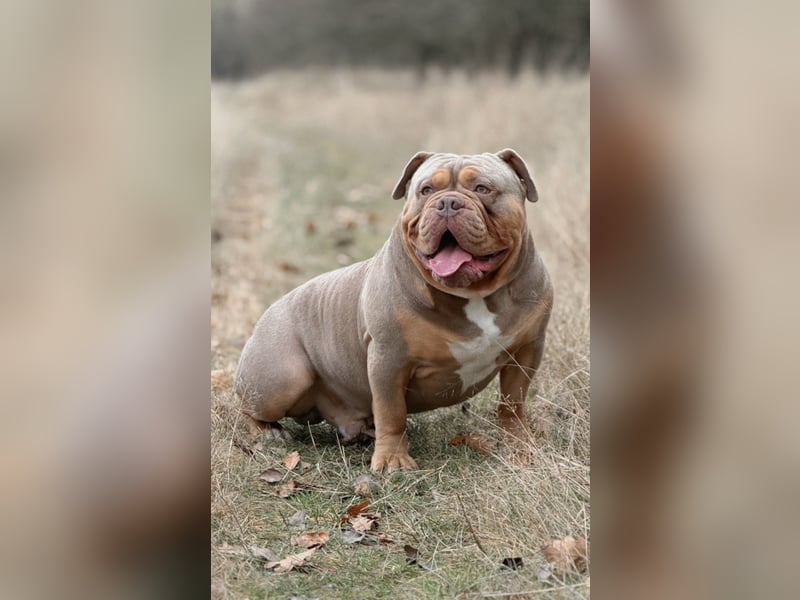 Old English Bulldog Deckrüde