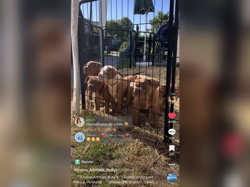 Old English Bulldog Deckrüde – kraftvoll, typvoll, kerngesund | Sunshine Bulls Linie