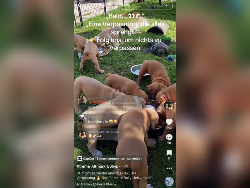 Old English Bulldog Deckrüde – kraftvoll, typvoll, kerngesund | Sunshine Bulls Linie