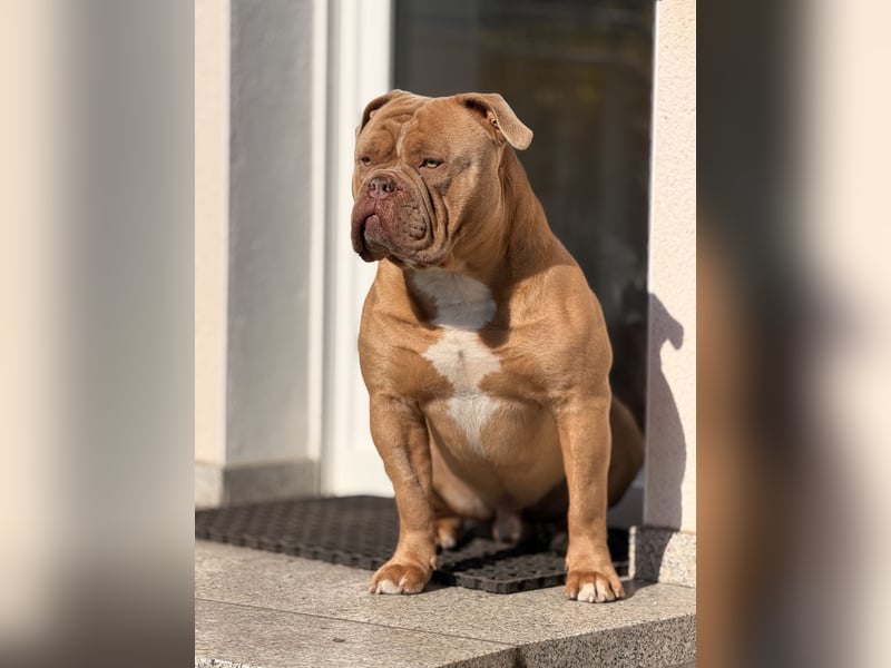 Old English Bulldog Deckrüde – kraftvoll, typvoll, kerngesund | Sunshine Bulls Linie