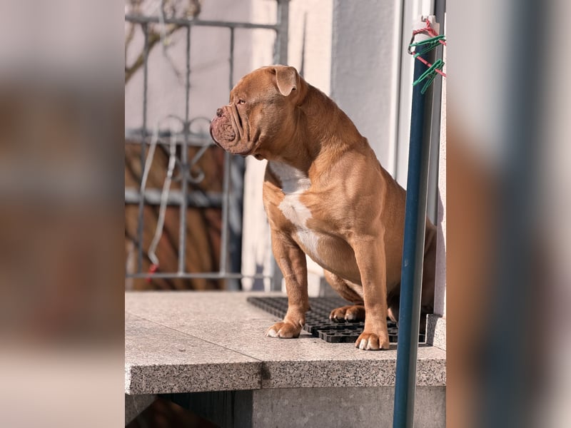Old English Bulldog Deckrüde – kraftvoll, typvoll, kerngesund | Sunshine Bulls Linie