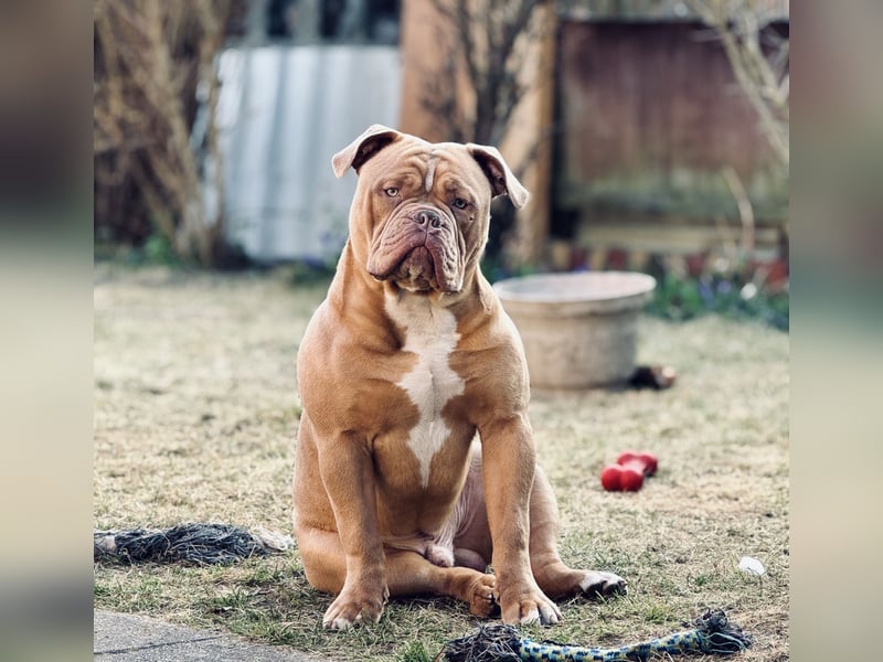 Old English Bulldog Deckrüde – kraftvoll, typvoll, kerngesund | Sunshine Bulls Linie