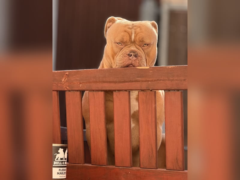 Old English Bulldog Deckrüde – kraftvoll, typvoll, kerngesund | Sunshine Bulls Linie